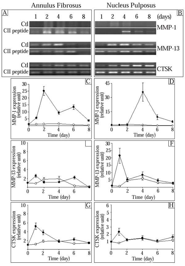 Effect of a Type II Collagen Fragment on the Expression of Genes of the ...
